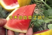 娱乐吃瓜起什么名字